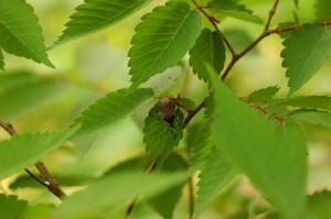 虫が多くて入れない部屋も遺品整理業者にお任せしていいの？