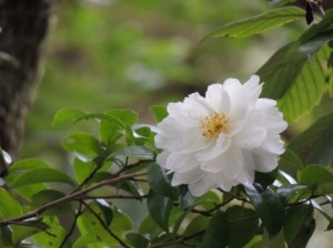 遺品整理の業者は特別な資格を持っているの？
