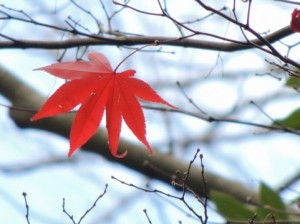 どんな人に生前整理が注目されているの？